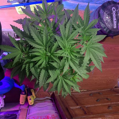 Pookie Marie growlog timeline photo