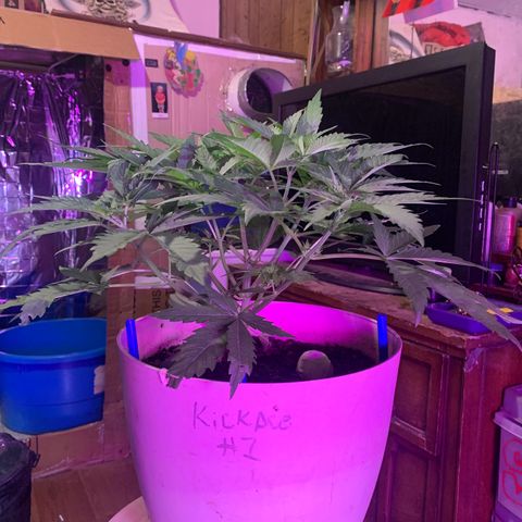 Pookie Marie growlog timeline photo