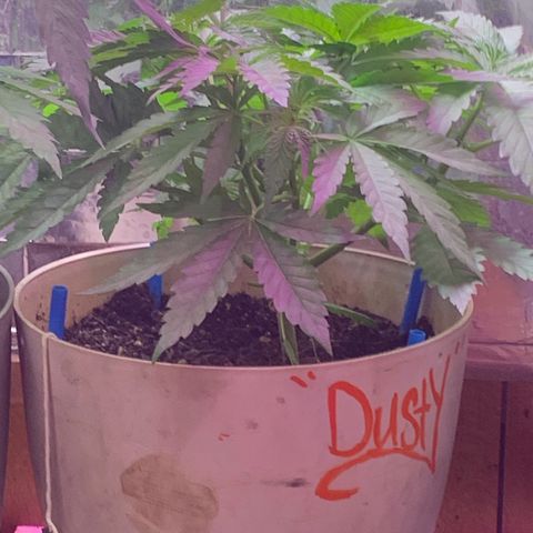 Pookie Marie growlog timeline photo