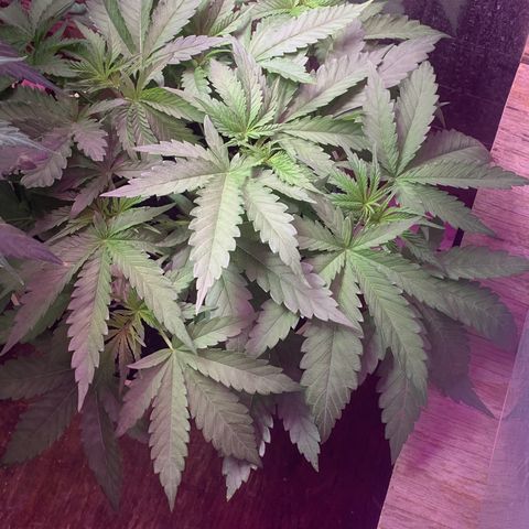 Pookie Marie growlog timeline photo