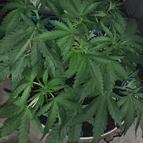 Pookie Marie growlog timeline photo