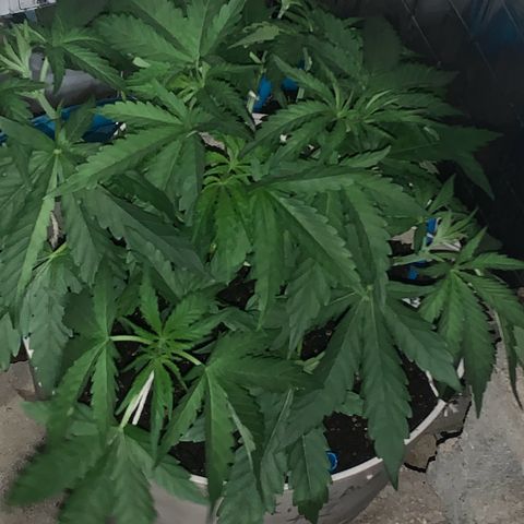 Pookie Marie growlog timeline photo