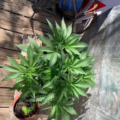 Pookie Marie growlog timeline photo
