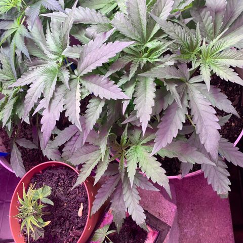 Pookie Marie growlog timeline photo