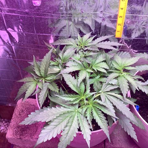 Pookie Marie growlog timeline photo
