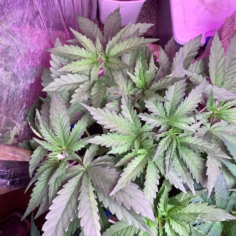Pookie Marie growlog timeline photo