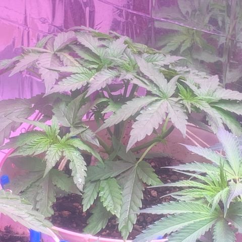 Pookie Marie growlog timeline photo