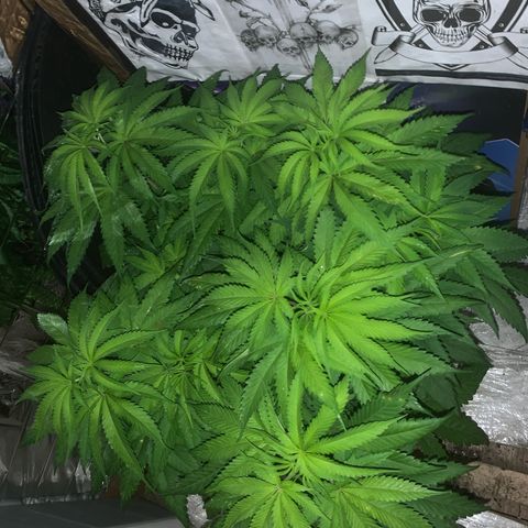 Pookie Marie growlog timeline photo