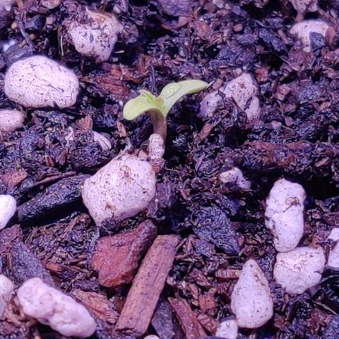 Ice Cream Cake growlog photo: The little seed has broken through! 