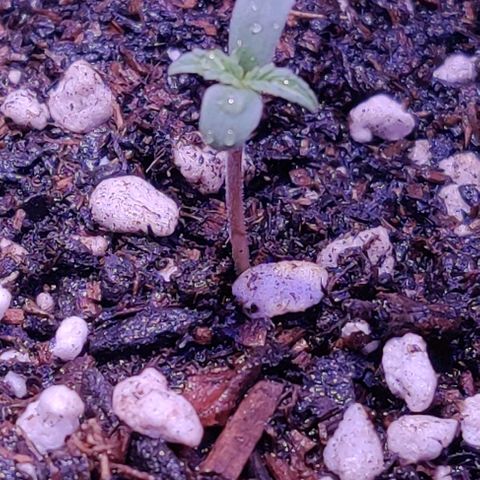 Ice Cream Cake growlog timeline photo