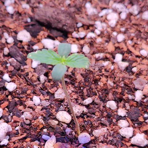 Ice Cream Cake growlog timeline photo