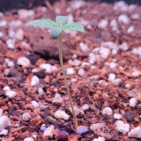 Ice Cream Cake growlog timeline photo