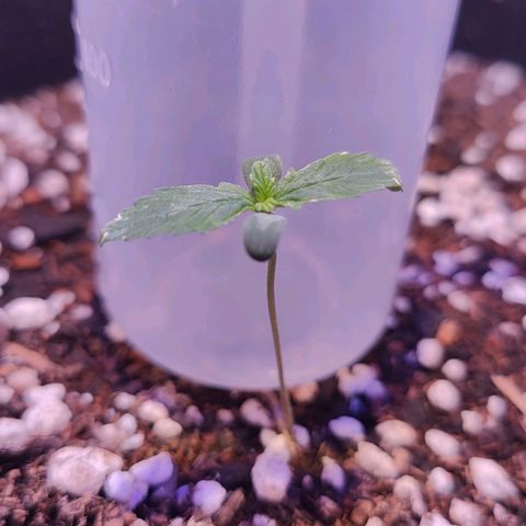 Ice Cream Cake growlog timeline photo