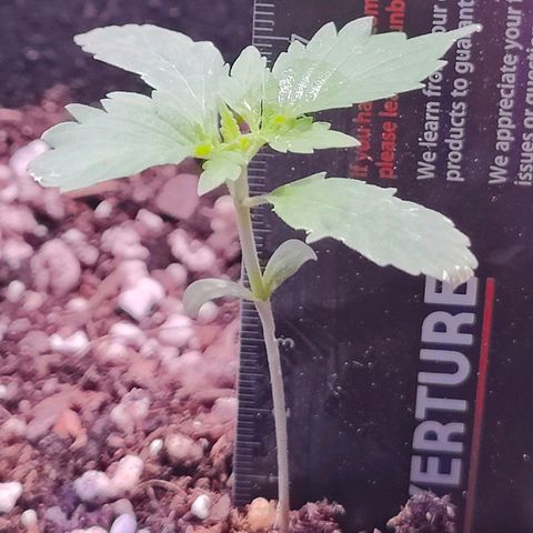 Ice Cream Cake growlog timeline photo