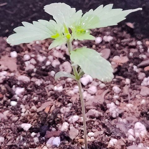 Ice Cream Cake growlog timeline photo