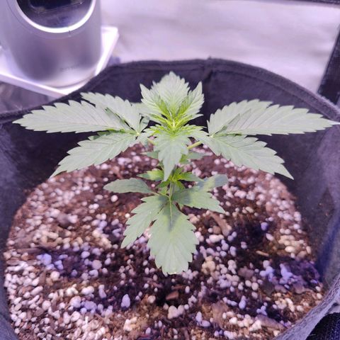 Ice Cream Cake growlog timeline photo