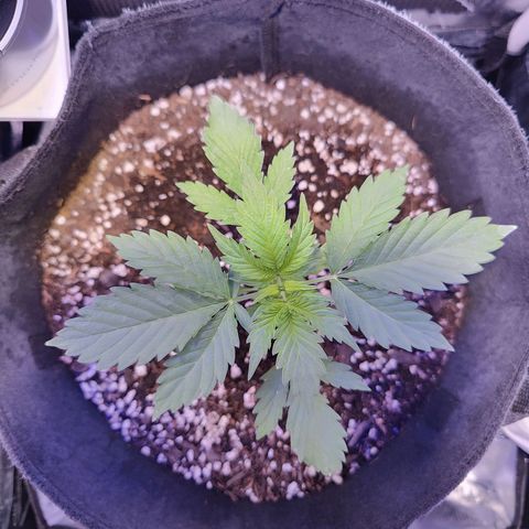 Ice Cream Cake growlog timeline photo