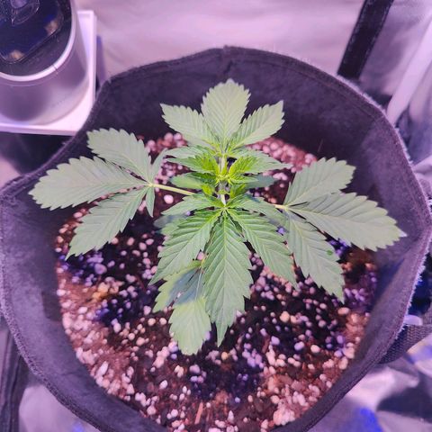 Ice Cream Cake growlog photo: Wow!