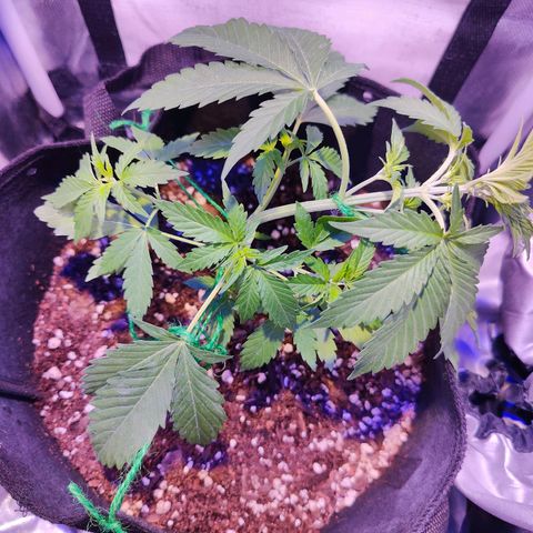 Ice Cream Cake growlog photo: Trying out low stress training