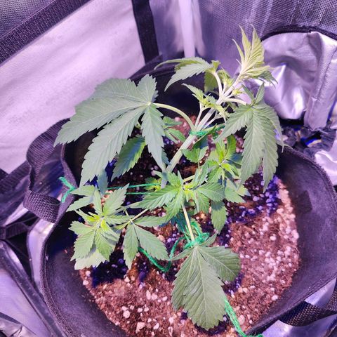 Ice Cream Cake growlog photo: Trying out low stress training