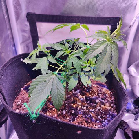 Ice Cream Cake growlog photo: Trying out low stress training