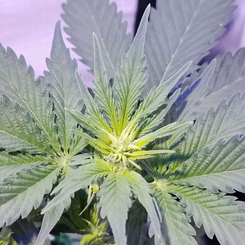 Ice Cream Cake growlog timeline photo