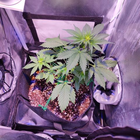 Ice Cream Cake growlog timeline photo