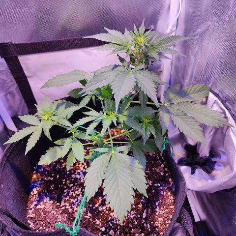 Ice Cream Cake growlog timeline photo