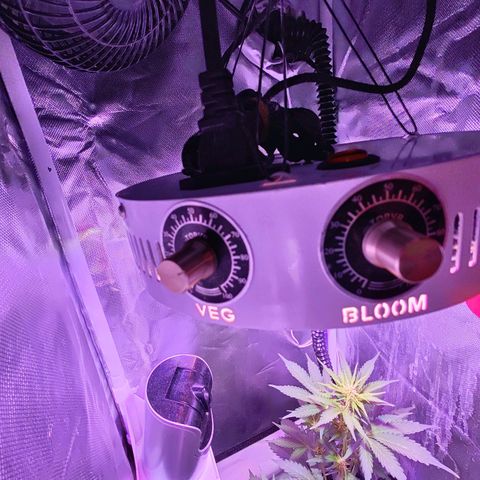Ice Cream Cake growlog photo: Turned on the bloom spectrum of the grow light. Measuring 600 PPFD at middle of plant 
Veg - 80% 
Bloom - 60%