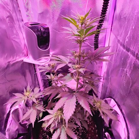 Ice Cream Cake growlog photo: Turned on the bloom spectrum of the grow light. Measuring 600 PPFD at middle of plant 
Veg - 80% 
Bloom - 60%