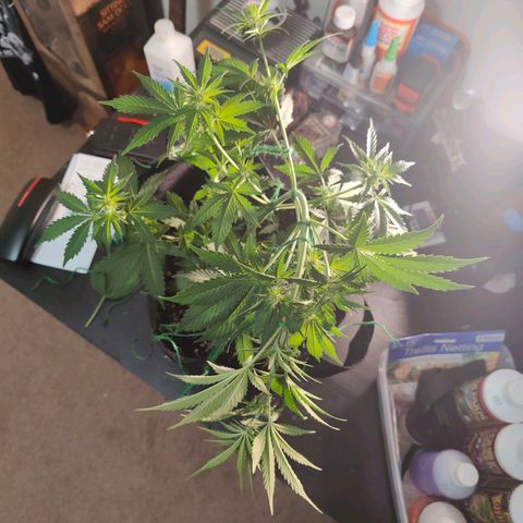 Ice Cream Cake growlog photo: Did some more low stress training today 