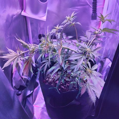 Ice Cream Cake growlog photo: Did some more low stress training today 