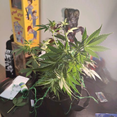 Ice Cream Cake growlog photo: Did some more low stress training today 
