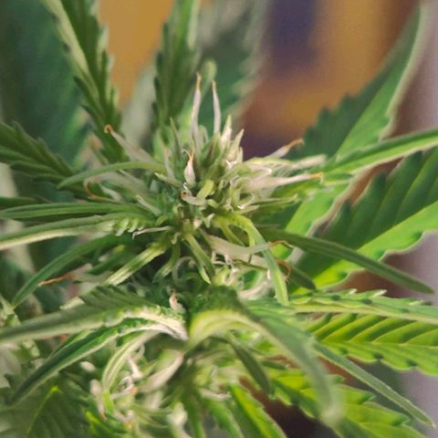 Ice Cream Cake growlog photo: Did some more low stress training today 