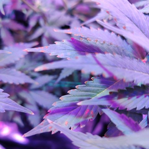 Ice Cream Cake growlog photo: Noticed some brown spots on the leaves. Flushing for two days with ph balanced water to help bring it back to normal.