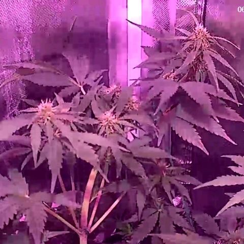 Ice Cream Cake growlog photo: Noticed some brown spots on the leaves. Flushing for two days with ph balanced water to help bring it back to normal.