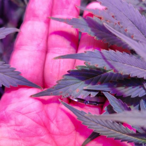 Ice Cream Cake growlog photo: Noticed some brown spots on the leaves. Flushing for two days with ph balanced water to help bring it back to normal.