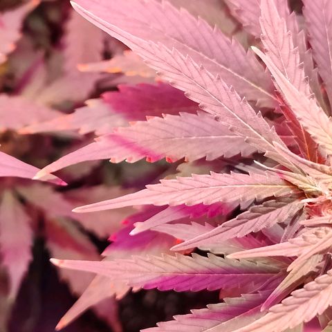 Ice Cream Cake growlog photo: Increased bloom spectrum on light. 
