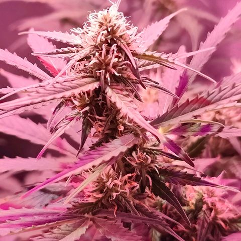 Ice Cream Cake growlog photo: Increased bloom spectrum on light. 