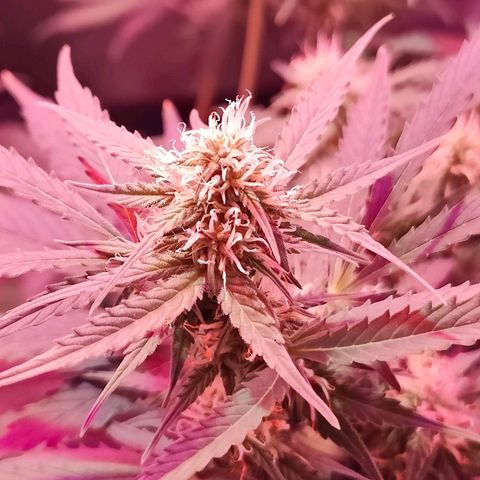 Ice Cream Cake growlog photo: Increased bloom spectrum on light. 