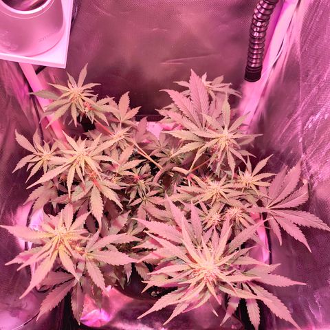 Ice Cream Cake growlog photo: Increased bloom spectrum on light. 