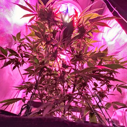 Ice Cream Cake growlog timeline photo