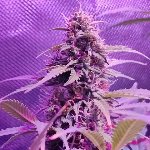 Ice Cream Cake growlog timeline photo