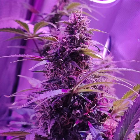 Ice Cream Cake growlog timeline photo