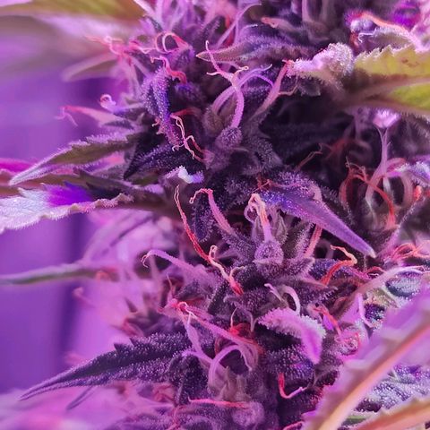 Ice Cream Cake growlog timeline photo