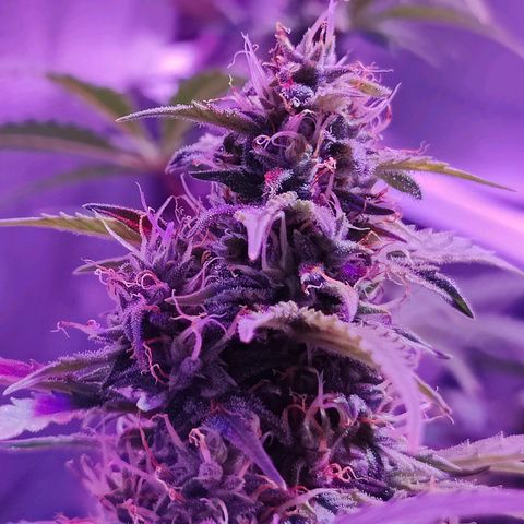 Ice Cream Cake growlog timeline photo