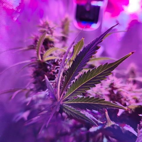 Ice Cream Cake growlog timeline photo