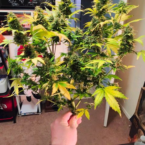 Ice Cream Cake growlog timeline photo