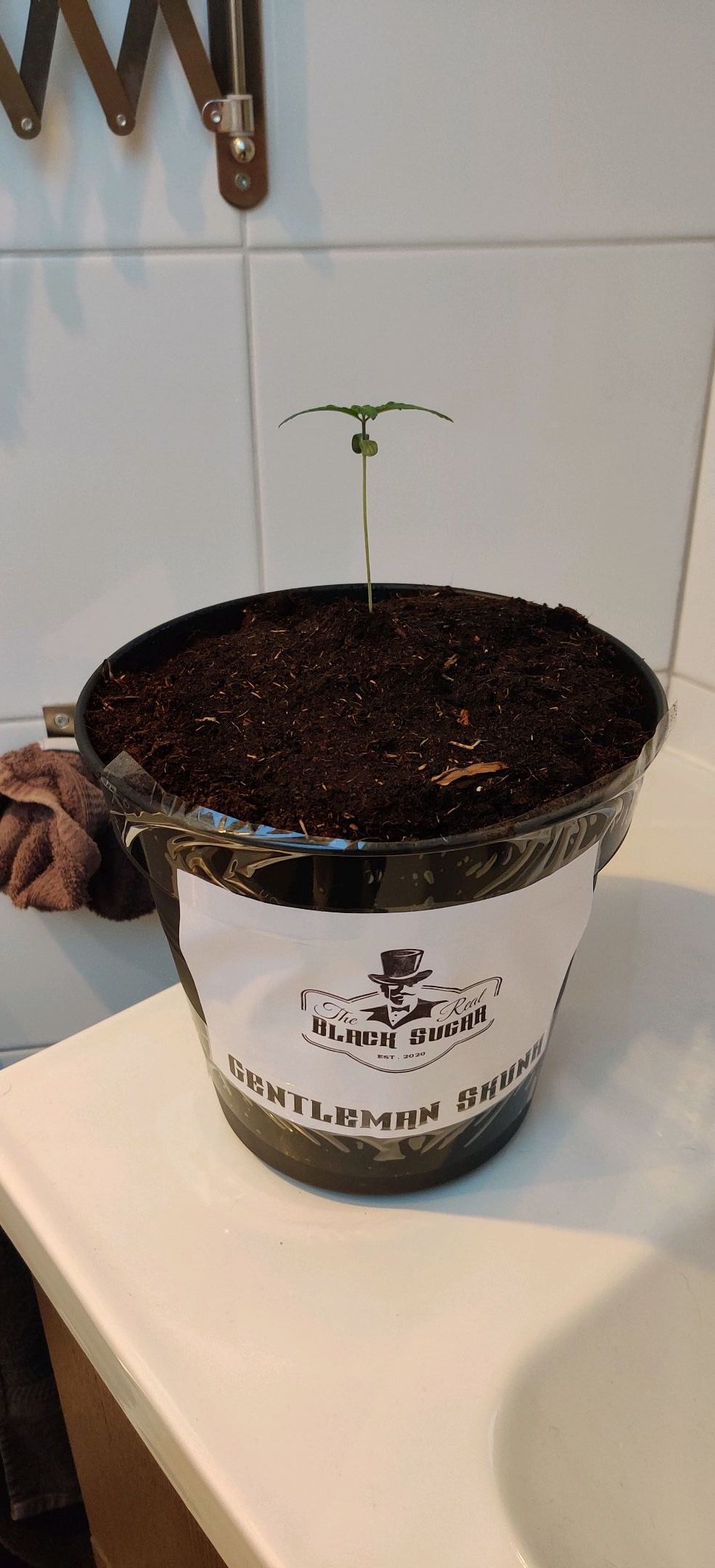 Gentleman skunk growlog header