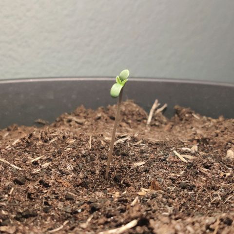 Gentleman skunk growlog photo